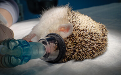Rescue of a domestic hedgehog. An unconscious hedgehog lies on its side on a table in an oxygen...