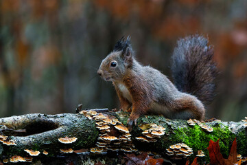 Naklejka na ściany i meble Eurasian red squirrel (Sciurus vulgaris) searching for food in the autumn in the forest in the South of the Netherlands. 