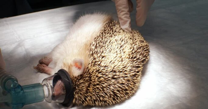 While the hedgehog sleeps under anesthesia with an oxygen mask on its face, the anesthesiologist carefully strokes his spines. Emergency surgical care for a sick hedgehog in a veterinary clinic.