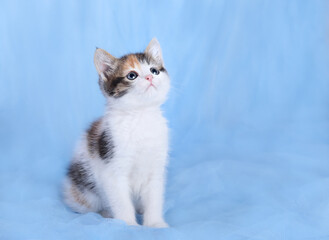 Fototapeta premium Close up portrait of a cute Kitten. Tiny Kitten on a light blue background. Baby cat. Animal background. Tabby. Pets. Baby Kitten posing at camera. Pet care concept. Copy space. Dift. Postcard
