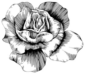 Rose flower isolated on white. hand drawn png illustration.