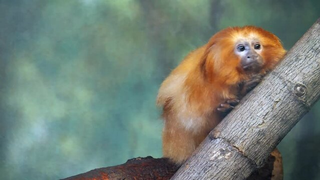 Golden Lion Tamarin on Branch at KC Zoo