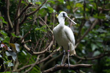 Close up Black-faced spoonbill