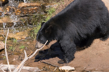 Black Bear outdoors in the sunshine