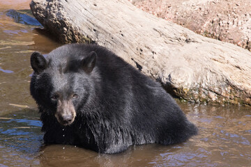Obraz na płótnie Canvas Black Bear in water outdoors