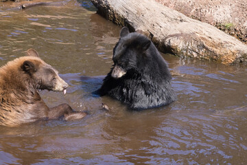 Black Bear and Brown Bear in water together