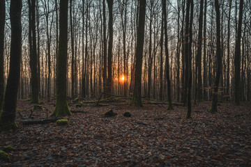 Sonnenaufgang im Wald
