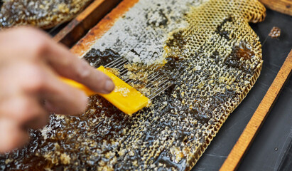 Hands, beekeeper or upcapping tool in honey harvest, sustainability agriculture or bees product on...