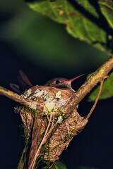 hummingbird in nest