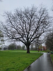 Tree Portrait in April 