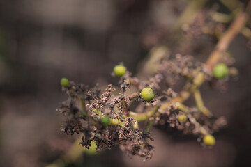 Mango tree flower.this photo was taken from bangladesh.