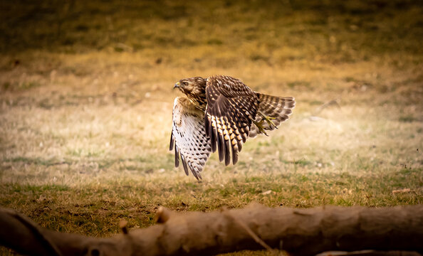 Hawk in flight