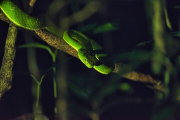 green snake in the tree