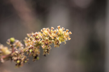Mango tree flower.this photo was taken from bangladesh.