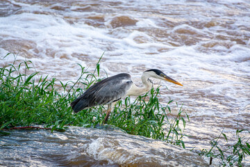 Garça Moura pescando