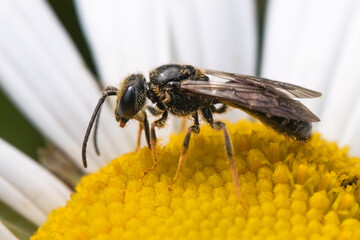 Dark Striped Lasioglossum Sweat Bee pollinating and feeding on a white Montauk daisy flower. Long Island, New York.

​