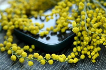 iPhone mobile phone camera on a background of yellow mimosa flowers. concept of business woman, romance, spring still life