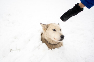 Obraz na płótnie Canvas husky dog petting covered in snow