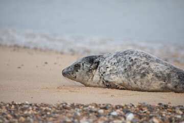Fototapeta na wymiar Grey Seal at Hosey Gap, Norfolk