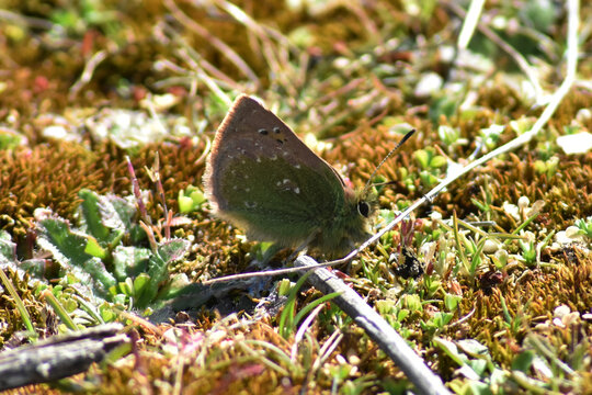 Butterfly,Lycaenidae,Tomares ballus, Provence hairstreak,resting on the ground