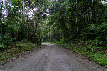 Forest, roads and nature of the Ecuadorian jungle