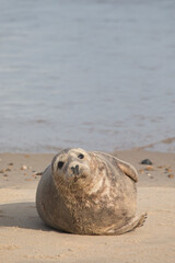 Grey Seal at Hosey Gap, Norfolk