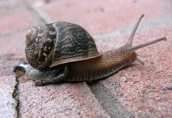 A large snail crawls along the paving stones. An interesting world of insects and animals. A gastropod mollusk with an outer shell.