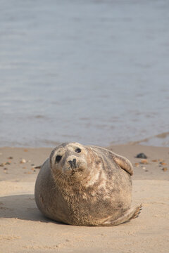 Grey Seal at Hosey Gap, Norfolk