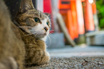 京都 夜の伏見稲荷大社で、リラックスした時間を過ごす野良猫
