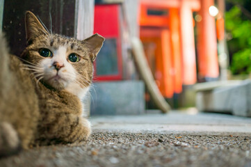 京都 夜の伏見稲荷大社で、リラックスした時間を過ごす野良猫