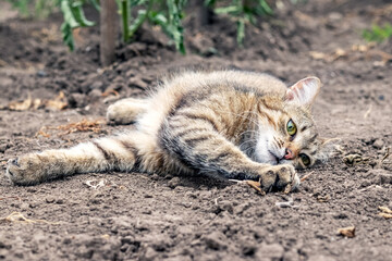 A tabby cat is lying on the ground in a bed near tomato bushes, the cat is resting