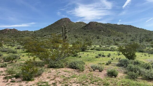 Handheld pan across green desert scene against a blue sky