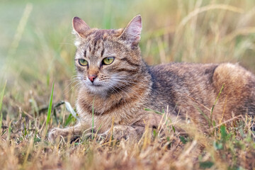 Naklejka na ściany i meble A brown tabby cat lies in the garden among the grass in autumn