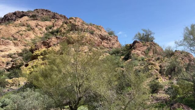 Tilt up above palo verde tree on a desert mountain