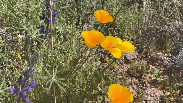 Purple mountain lupine and yellow mallow flowers move gently in the wind