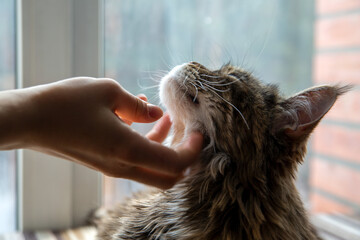 The owner caresses a cute Maine Coon cat. Pet care.