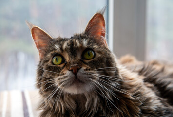 Portrait of a charming Maine Coon cat in front of a window. Pet care.