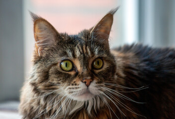 Portrait of a charming Maine Coon cat in front of a window. Pet care.