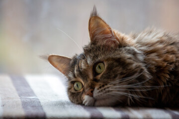 Obraz premium The Maine Coon cat lies on the windowsill and looks thoughtfully. Pet care.