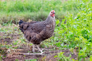 Gray spotted chicken in the garden among green grass