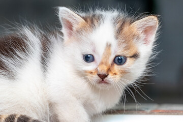 White fluffy spotted kitten in a room on a dark background