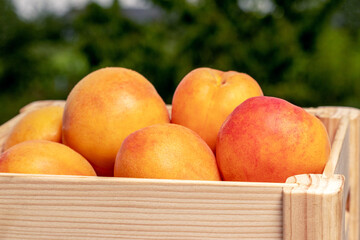 Ripe delicious apricots in a wooden box outdoors