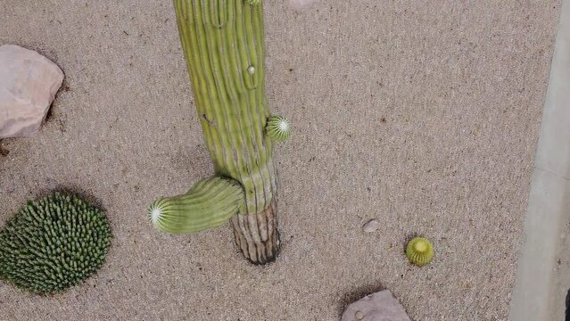 Aerial tilt down a tall saguaro cactus in a residential desert garden
