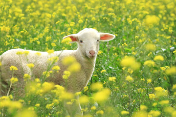 Lamm in Wiese mit gelben Blumen 