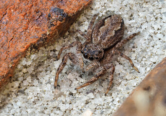 A Close-up Focus Stacked Image of a Tan Jumping Spider in The Mortor Joint of a Brick Wall