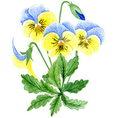 Isolated object-88. Pansy flowers, blue and yellow colours, isolated on white background. Hand drawn watercolour illustration.