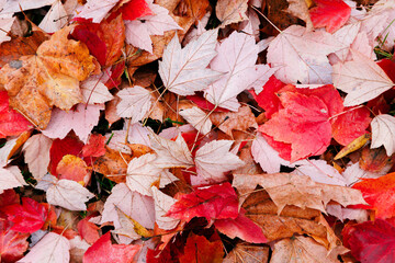 Red and pink leaves texture closeup in the park. Autumn fall colorful foliage background.