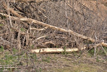 dry branches