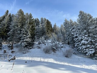 Picturesque canopies of alpine trees in a typical winter atmosphere after the winter snowfall above the tourist resorts of Valbella and Lenzerheide in the Swiss Alps - Canton of Grisons, Switzerland