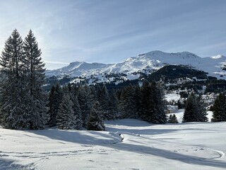 Picturesque canopies of alpine trees in a typical winter atmosphere after the winter snowfall above the tourist resorts of Valbella and Lenzerheide in the Swiss Alps - Canton of Grisons, Switzerland